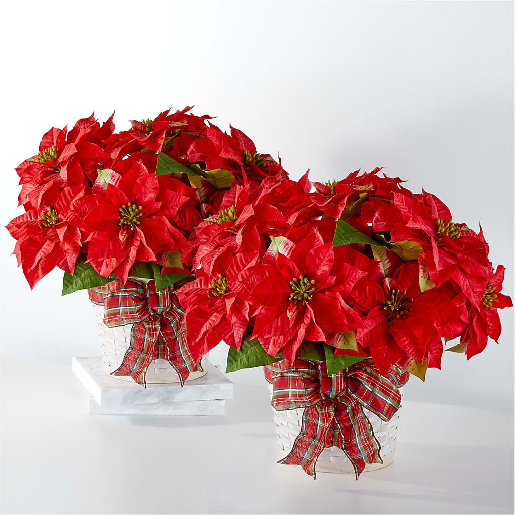 Happiest Holidays Poinsettia Bundle – Maroa Miami Llc, Miami FL