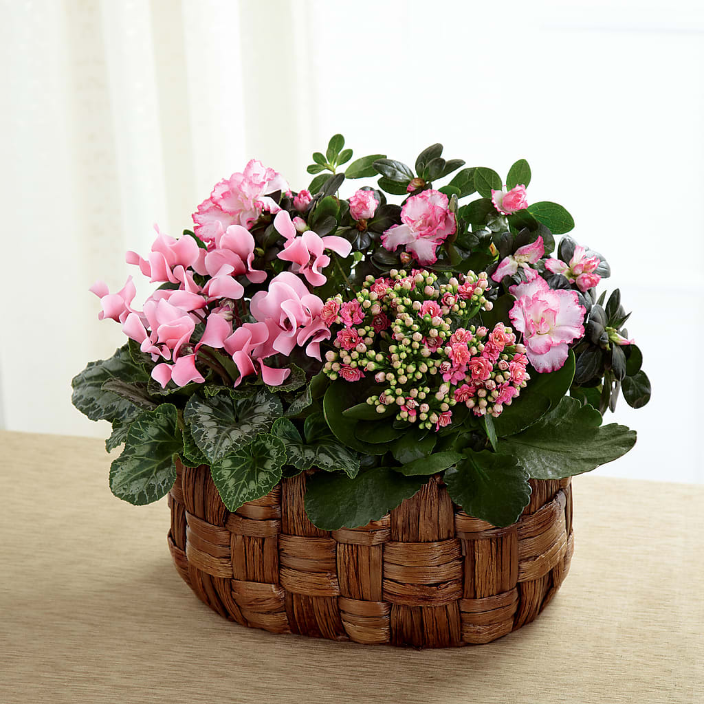 Pink Assortment – Maroa Miami Llc, Miami FL