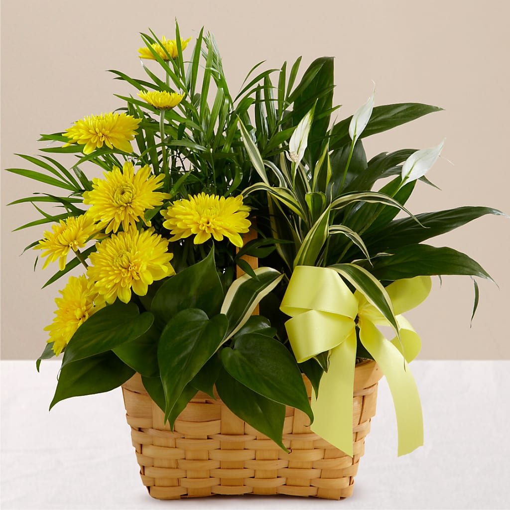 Loving Light Dishgarden – Maroa Miami Llc, Miami FL