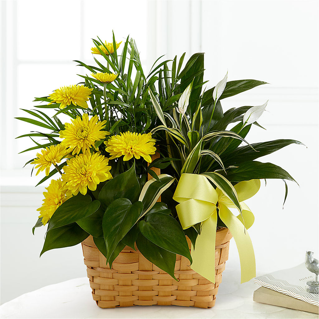 Loving Light Dishgarden – Maroa Miami Llc, Miami FL