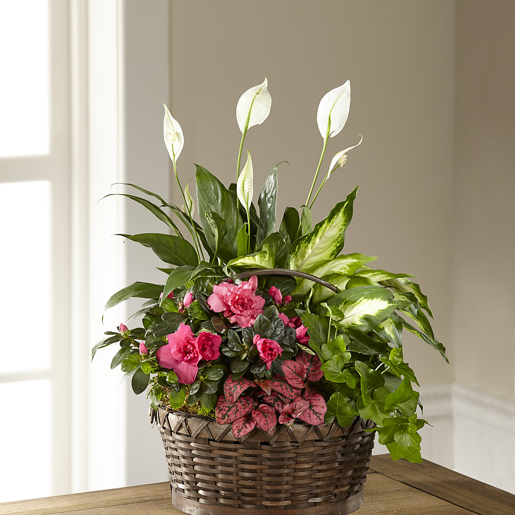 Dream in Pink Dishgarden – Maroa Miami Llc, Miami FL
