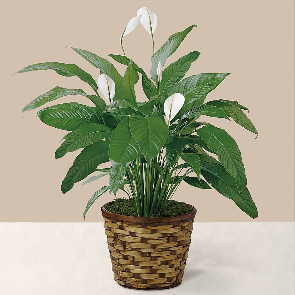 Tranquil Moments Peace Lily Plant – Maroa Miami Llc, Miami FL