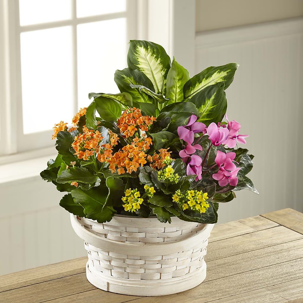 Color Crush Dishgarden – Maroa Miami Llc, Miami FL