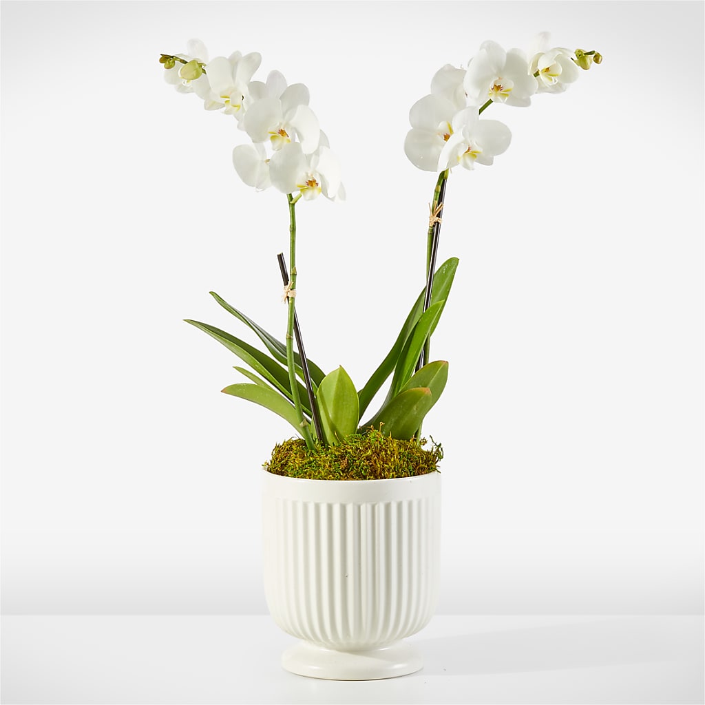 Whispering White Orchid – Maroa Miami Llc, Miami FL