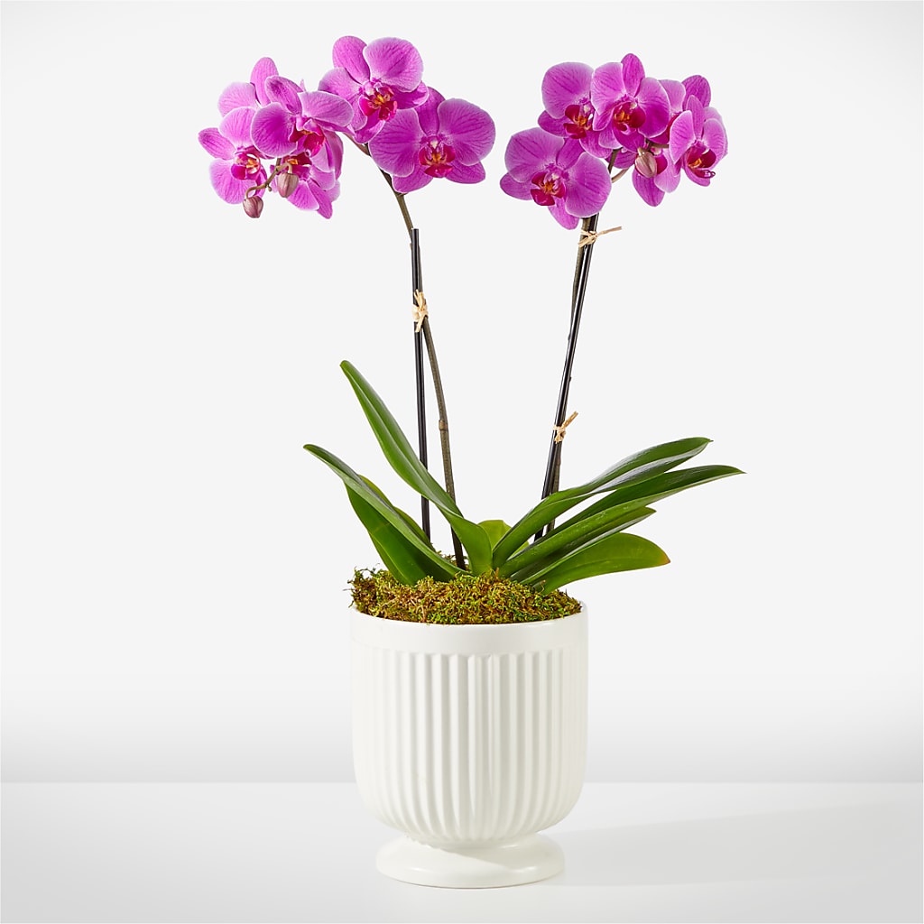 Friendly Fuchsia Orchid – Maroa Miami Llc, Miami FL