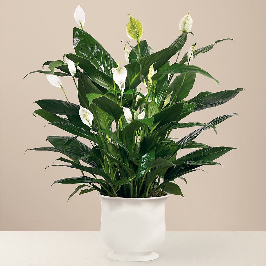 Comfort Planter – Maroa Miami Llc, Miami FL
