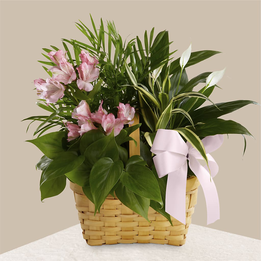 Living Spirit Dishgarden – Maroa Miami Llc, Miami FL