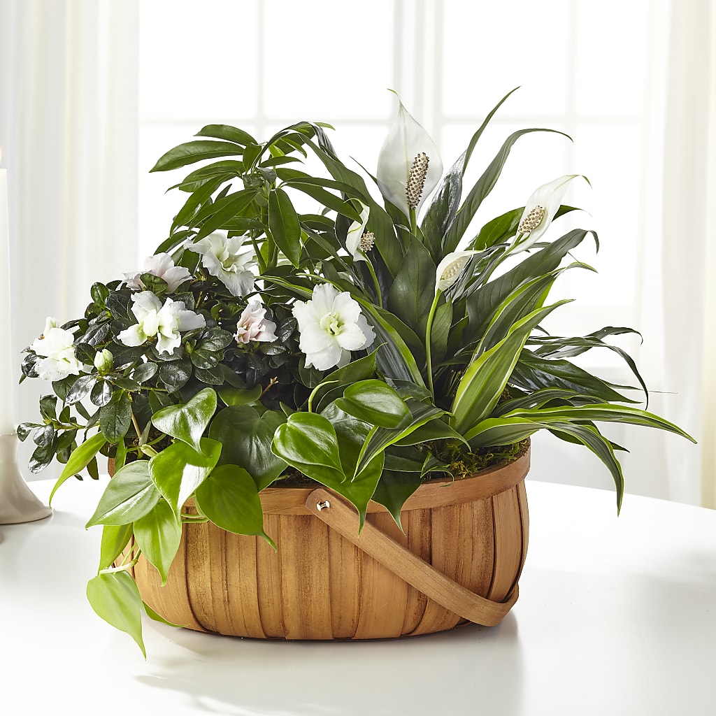 Serene Dishgarden – Maroa Miami Llc, Miami FL