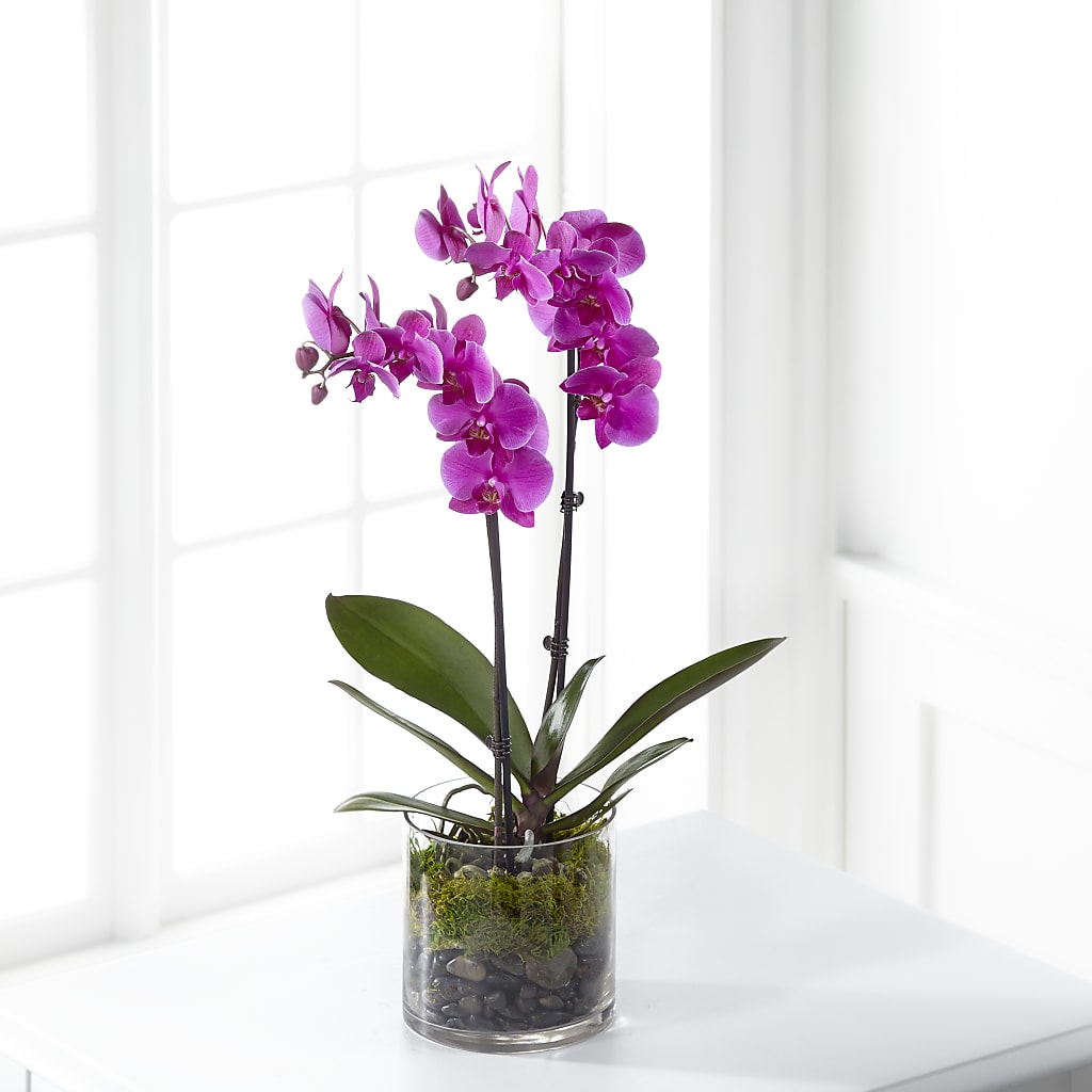 Pink Orchid Plant – Maroa Miami Llc, Miami FL