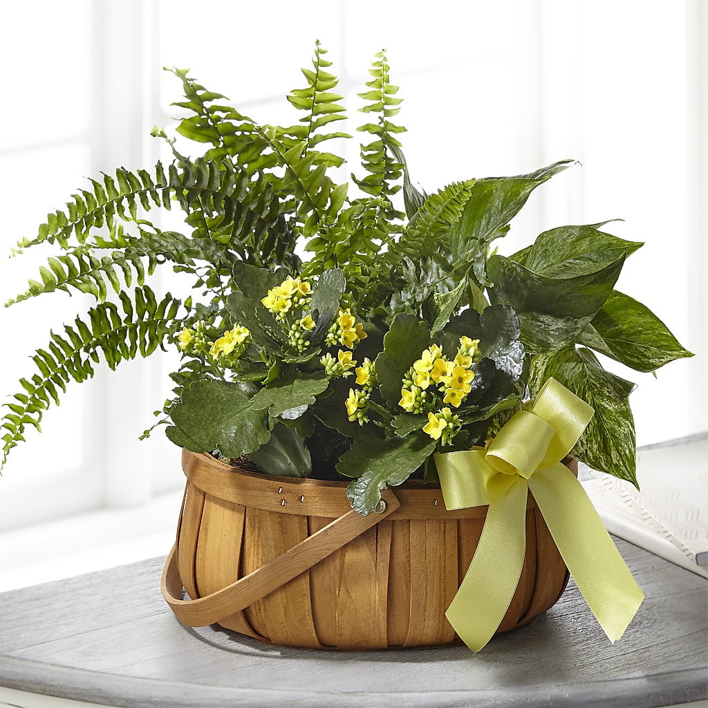 Always Dear Dishgarden – Maroa Miami Llc, Miami FL