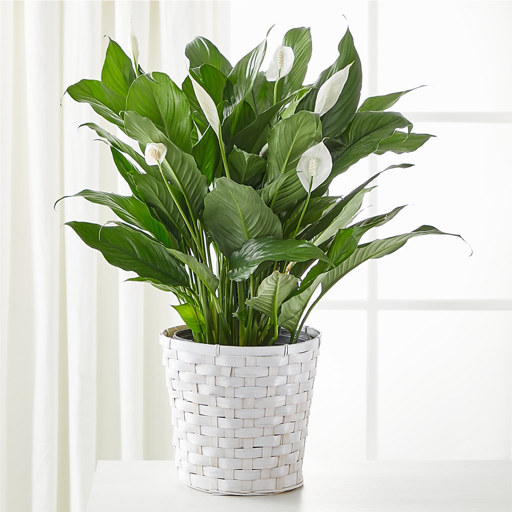 A New Leaf Peace Lily – Maroa Miami Llc, Miami FL