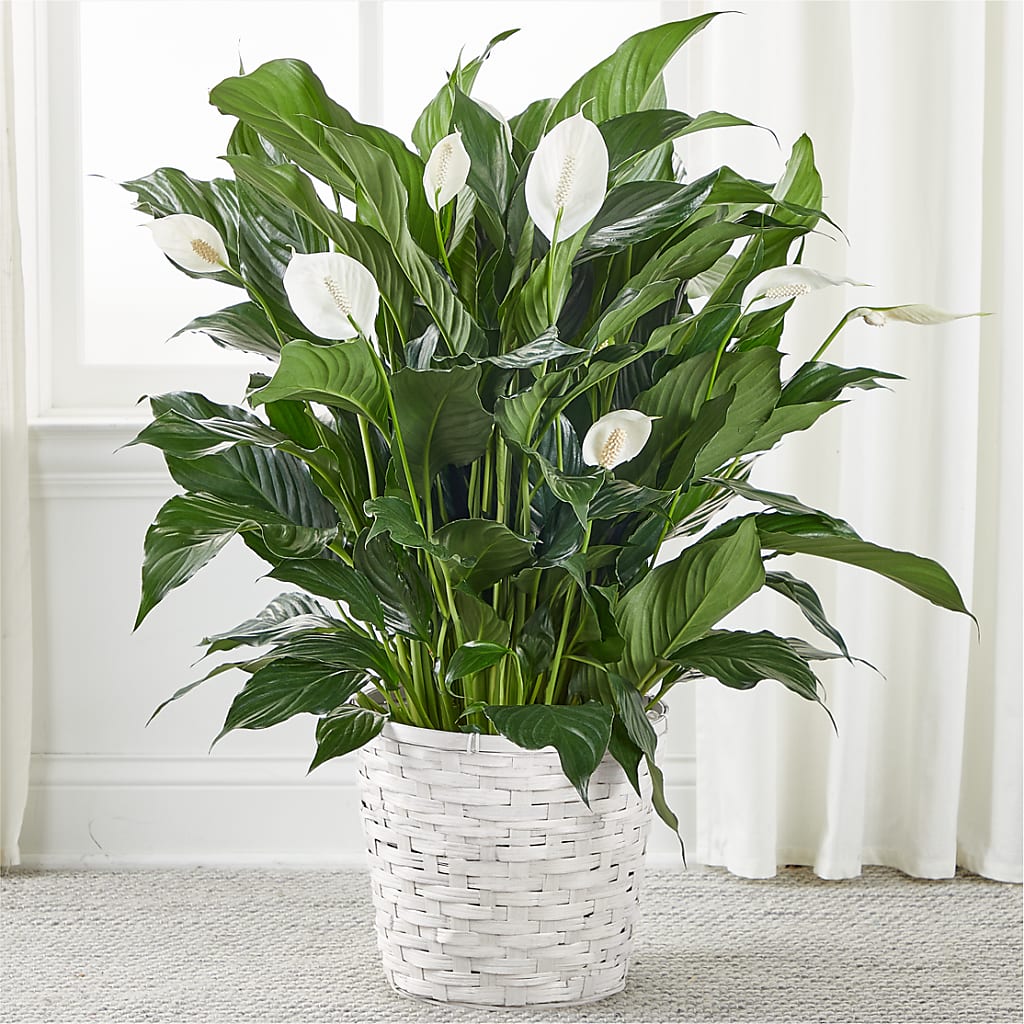 A New Leaf Peace Lily – Maroa Miami Llc, Miami FL