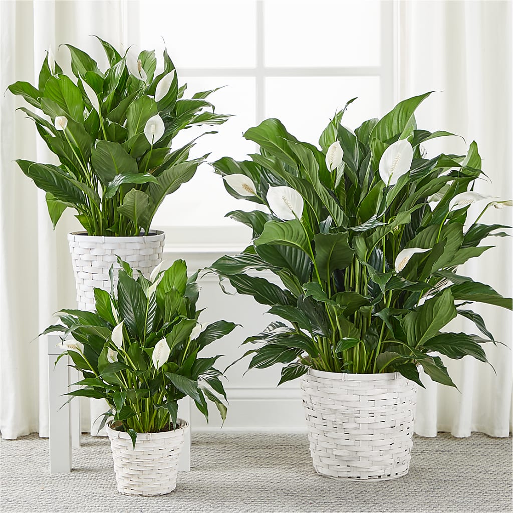 A New Leaf Peace Lily – Maroa Miami Llc, Miami FL