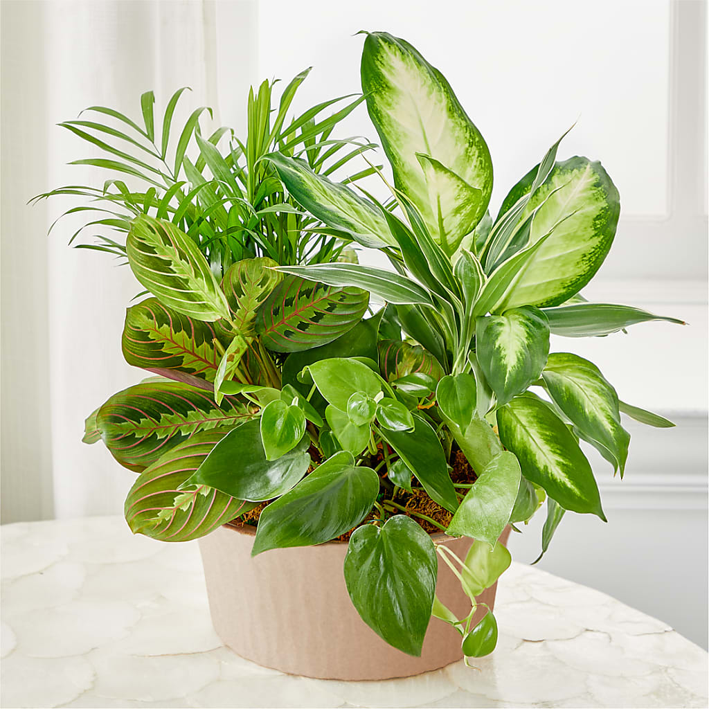 Balance & Harmony Dishgarden – Maroa Miami Llc, Miami FL