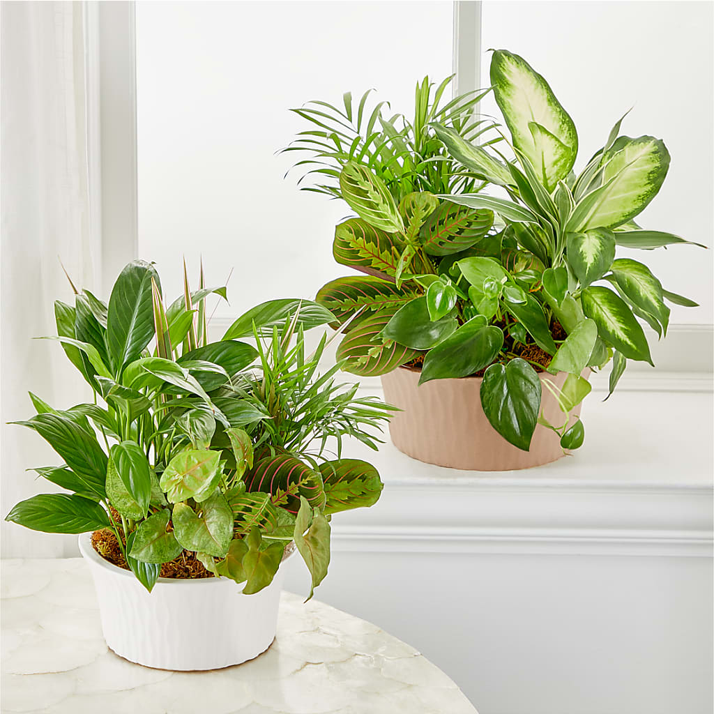 Balance & Harmony Dishgarden – Maroa Miami Llc, Miami FL