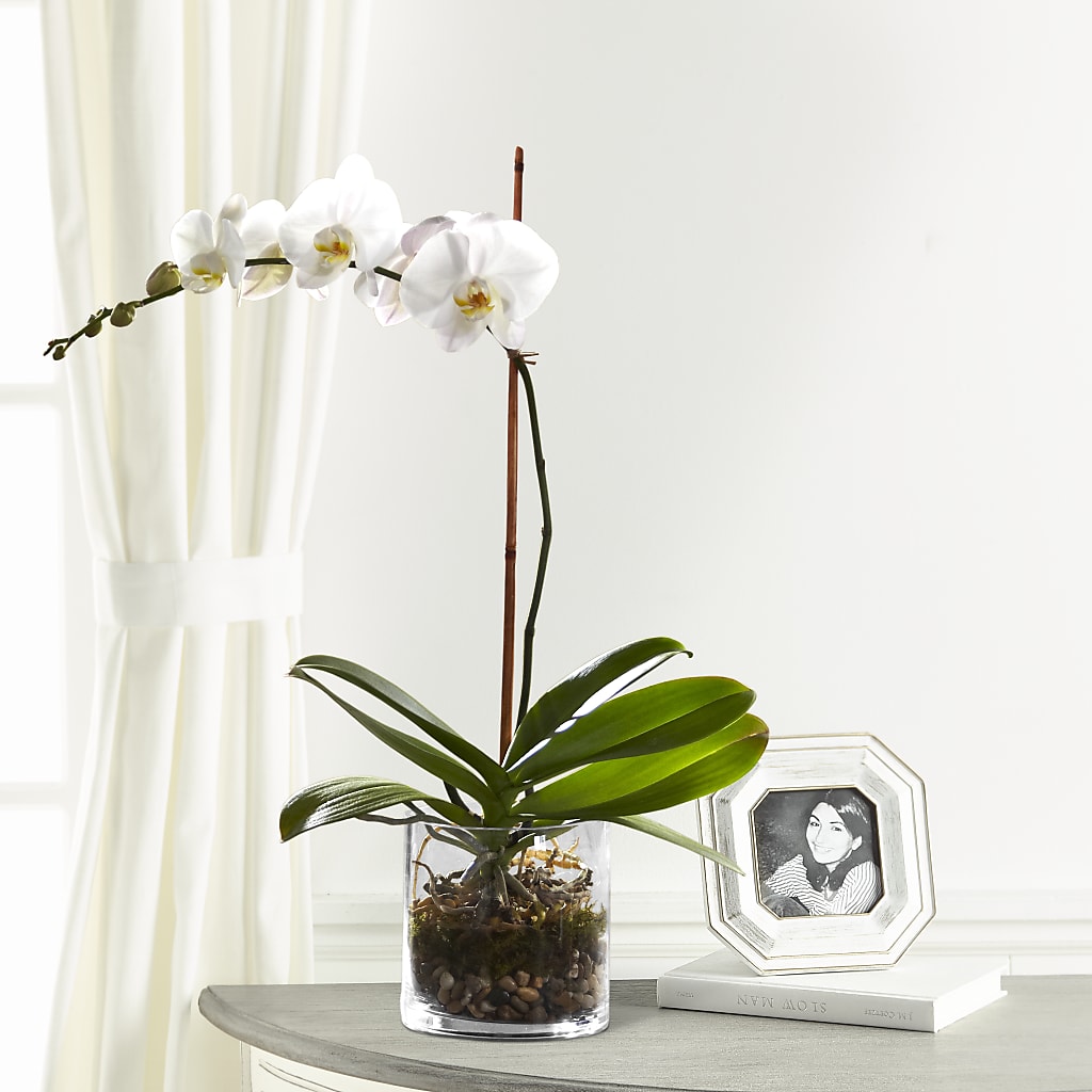 White Orchid Planter – Maroa Miami Llc, Miami FL