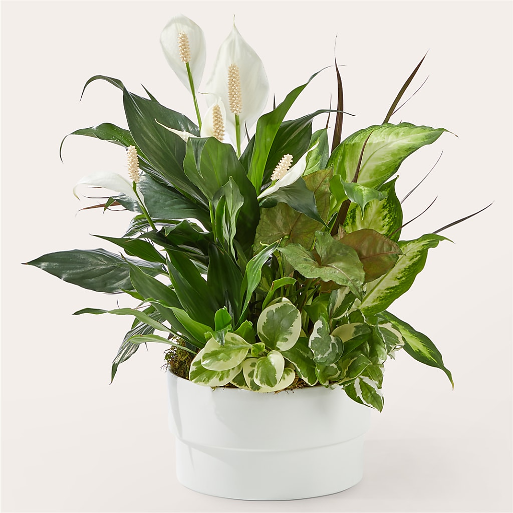 Radiating Positivity Dishgarden – Maroa Miami Llc, Miami FL