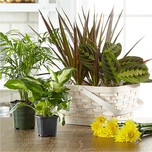 Florist Designed Blooming and Green Plants in a Basket –  Maroa Miami Llc, Miami FL