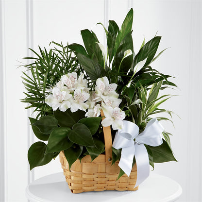 Peace & Serenity Dishgarden –  Maroa Miami Llc, Miami FL