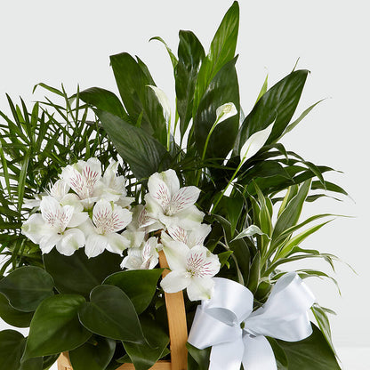 Peace & Serenity Dishgarden –  Maroa Miami Llc, Miami FL