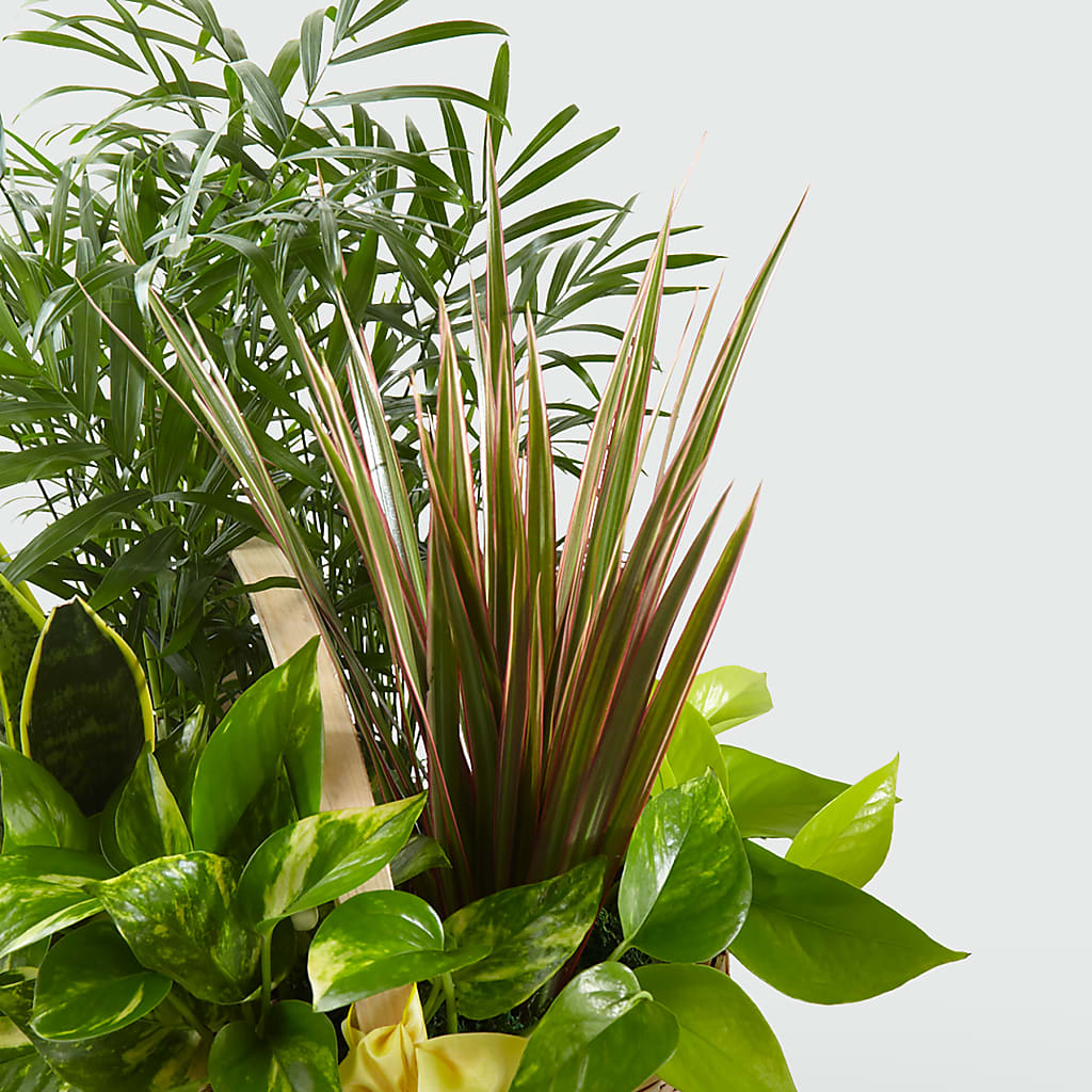 French Garden –  Maroa Miami Llc, Miami FL