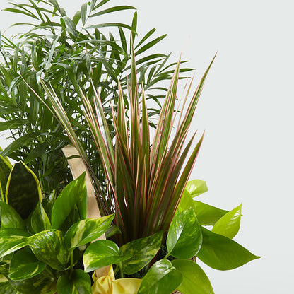 French Garden –  Maroa Miami Llc, Miami FL