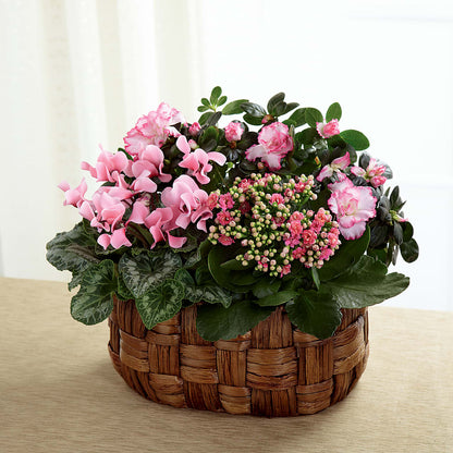 Pink Assortment –  Maroa Miami Llc, Miami FL