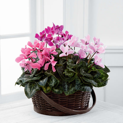 Mixed Cyclamen Planter –  Maroa Miami Llc, Miami FL