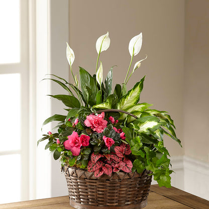 Dream in Pink Dishgarden –  Maroa Miami Llc, Miami FL