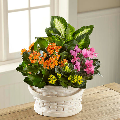 Color Crush Dishgarden –  Maroa Miami Llc, Miami FL