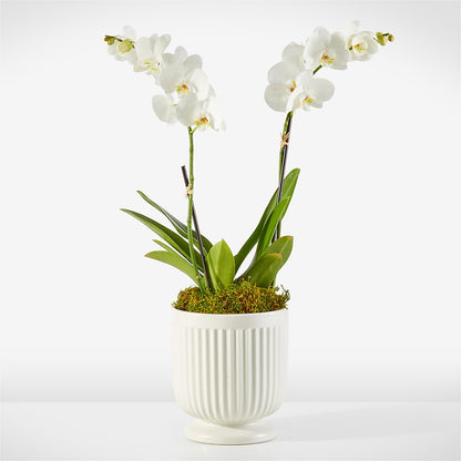 Whispering White Orchid –  Maroa Miami Llc, Miami FL