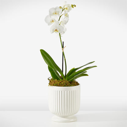 Whispering White Orchid –  Maroa Miami Llc, Miami FL