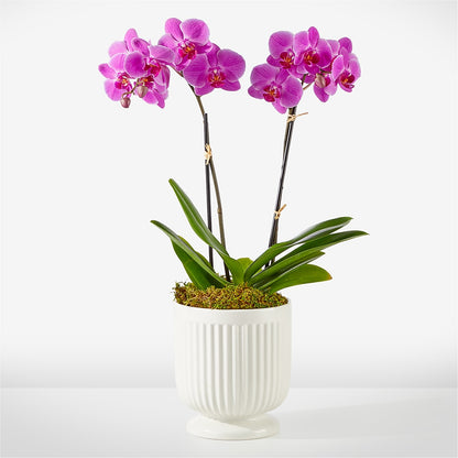 Friendly Fuchsia Orchid –  Maroa Miami Llc, Miami FL