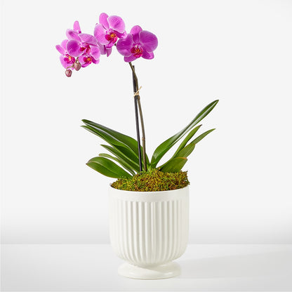 Friendly Fuchsia Orchid –  Maroa Miami Llc, Miami FL