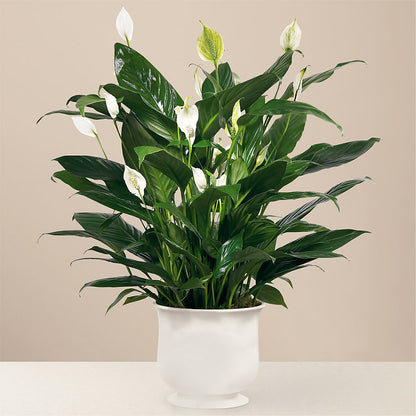 Comfort Planter –  Maroa Miami Llc, Miami FL