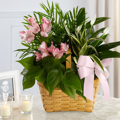 Living Spirit Dishgarden –  Maroa Miami Llc, Miami FL