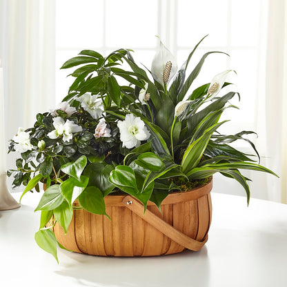 Serene Dishgarden –  Maroa Miami Llc, Miami FL