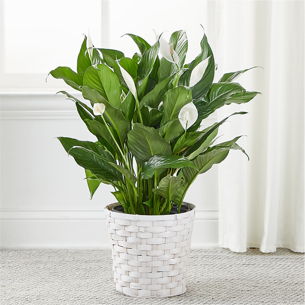 A New Leaf Peace Lily –  Maroa Miami Llc, Miami FL
