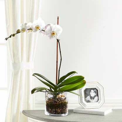 White Orchid Planter –  Maroa Miami Llc, Miami FL