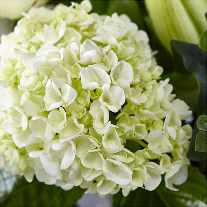 Classic Ivory – A Florist Original –  Maroa Miami Llc, Miami FL