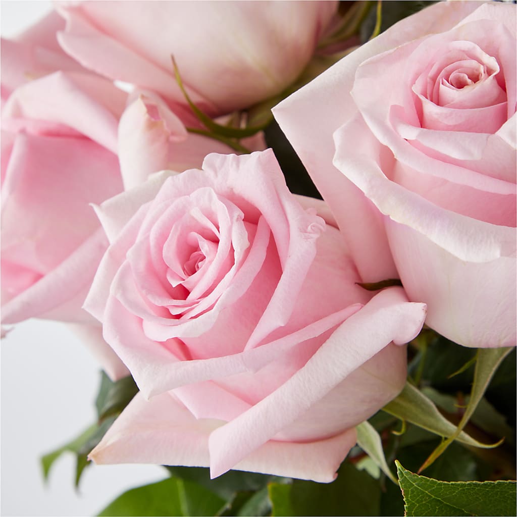 Picture Perfect Pink Rose Bouquet –  Maroa Miami Llc, Miami FL