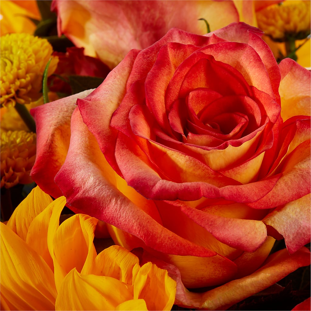 Picnic in the Park Bouquet –  Maroa Miami Llc, Miami FL