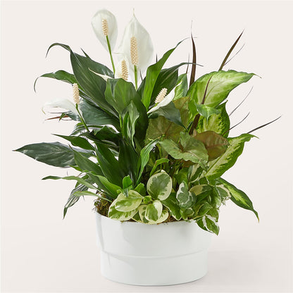 Radiating Positivity Dishgarden –  Maroa Miami Llc, Miami FL